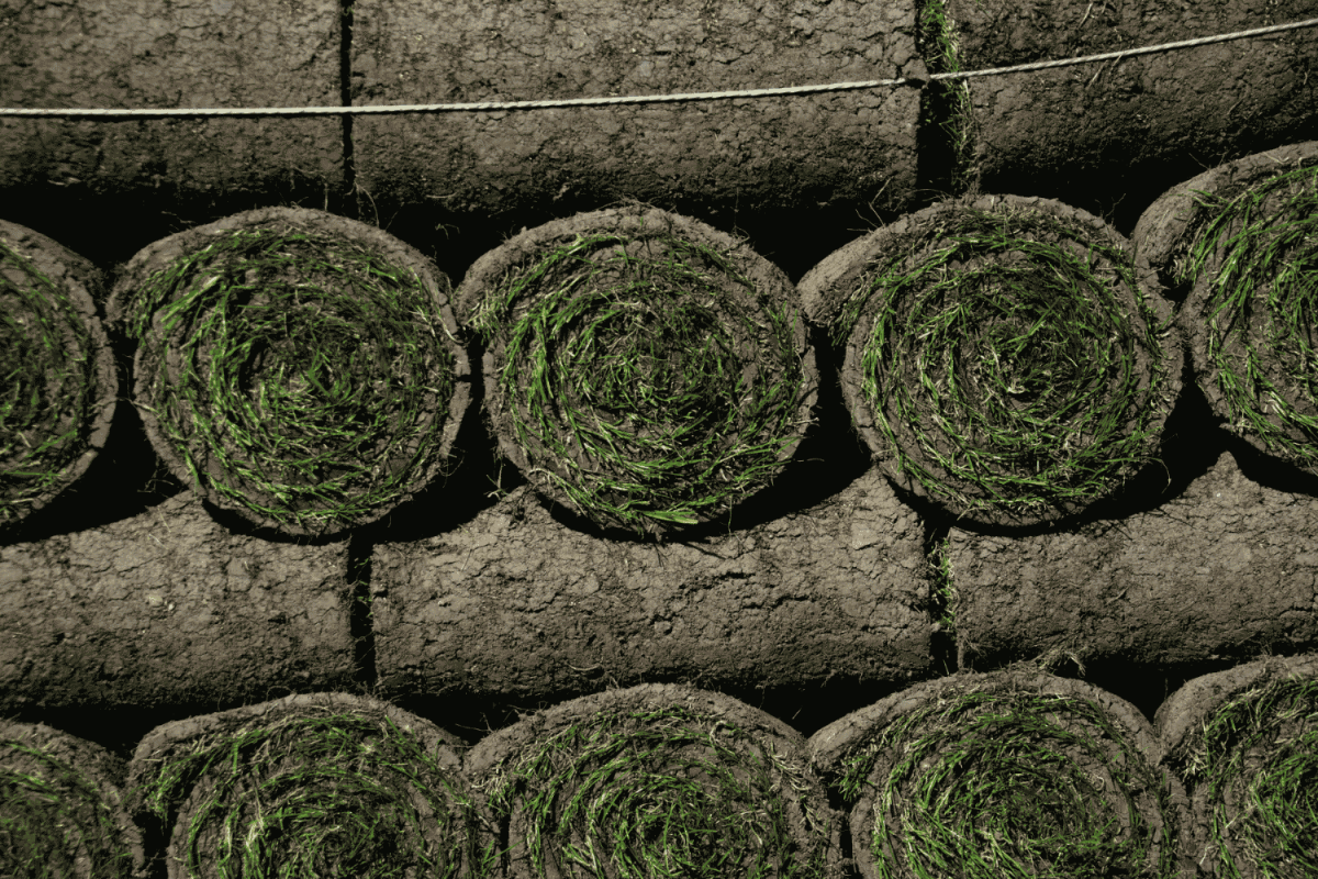 Verse graszoden op rol